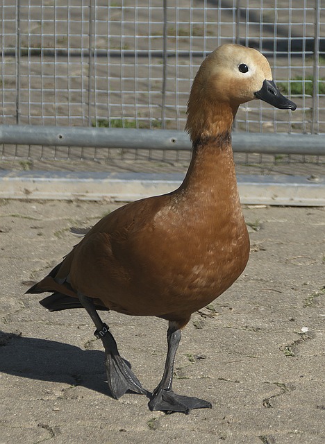 年耻辱